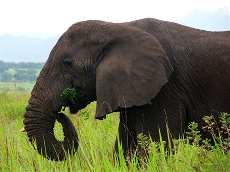 Are elephants herbivores. Things To Know About Are elephants herbivores. 